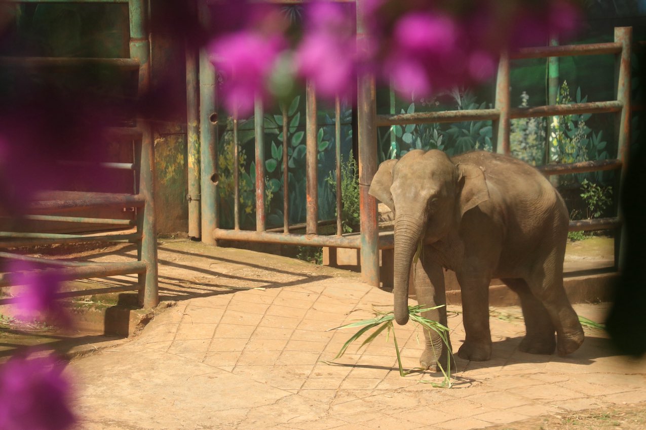 最新画面：亚洲象“莫莉”开始到室外活动