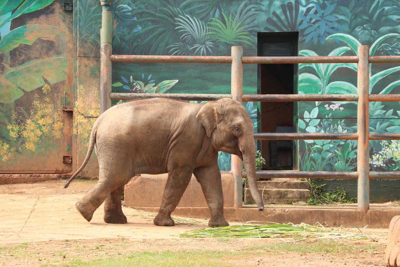 亞洲象“莫莉”開始到室外活動。 昆明動物園供圖