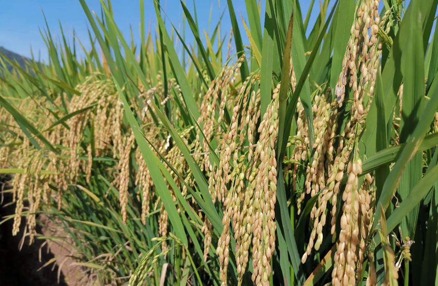 孟連縣娜允鎮萬畝水稻即將迎來豐收。岩三卡攝