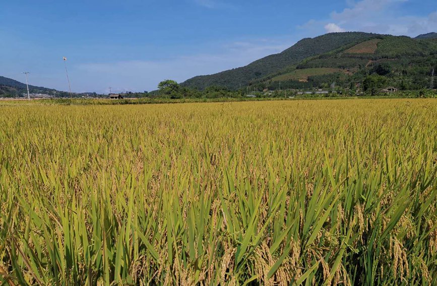 孟連縣娜允鎮萬畝水稻即將迎來豐收。岩三卡攝