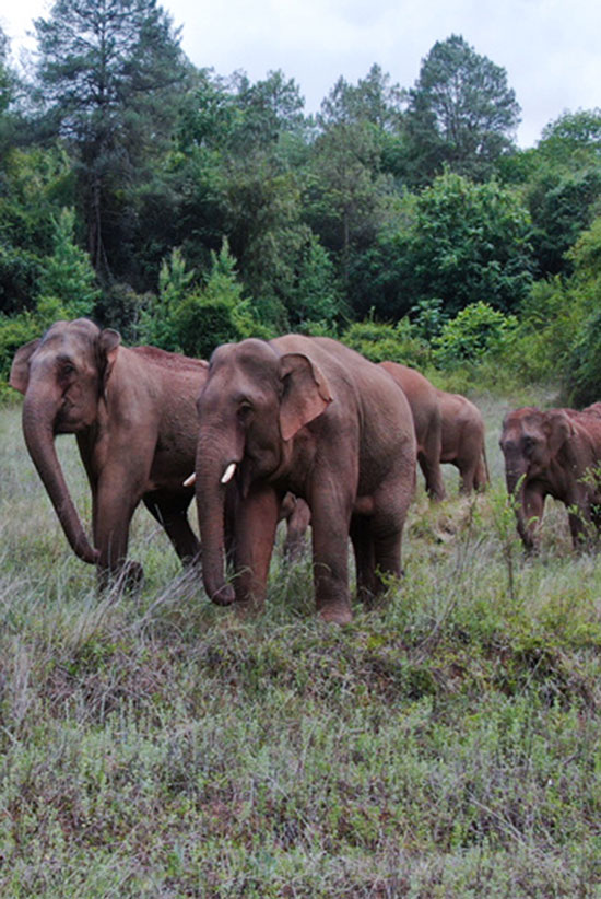 大象。云南省森林消防总队供图