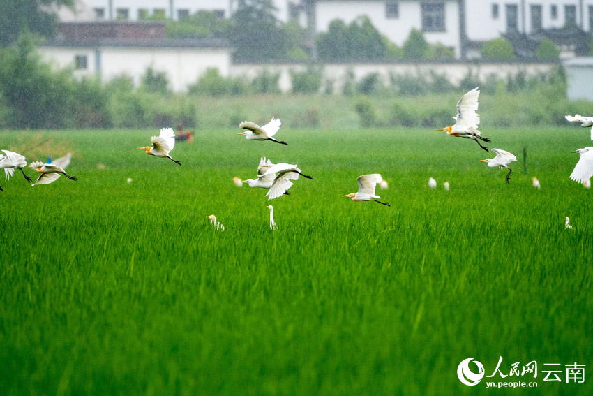 雨中的白鹭和牛背鹭。罗新才摄