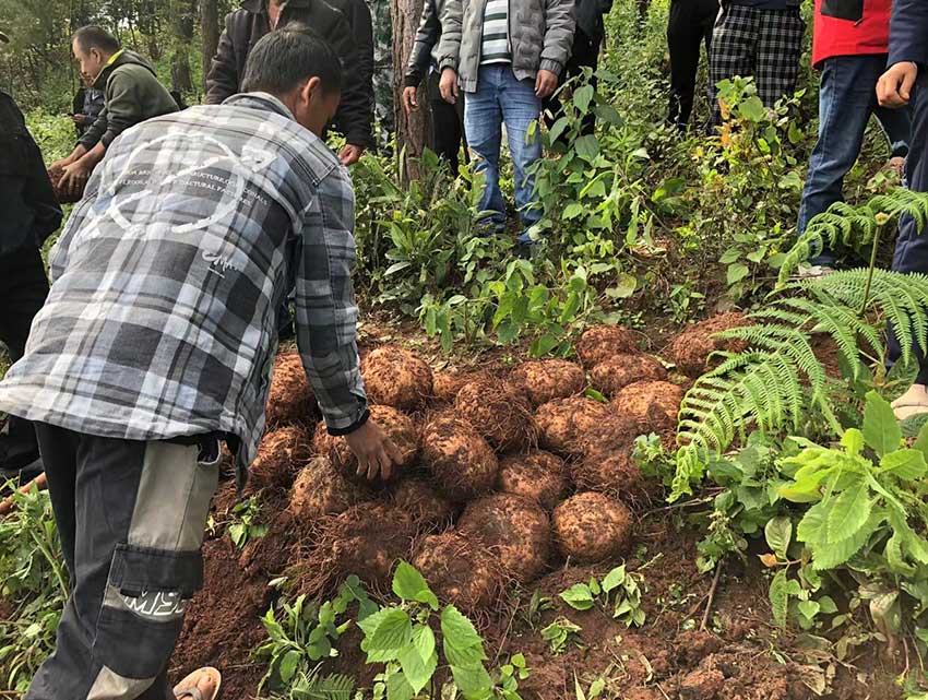 林下套種魔芋獲豐收。瀾滄縣融媒體中心供圖