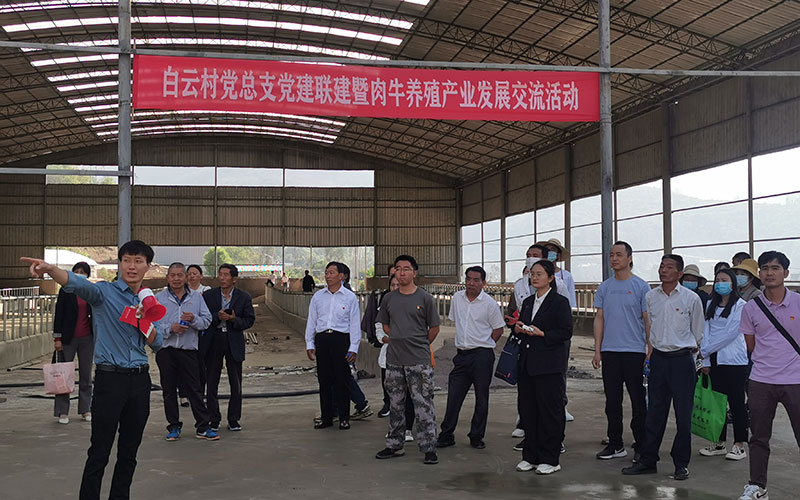 白云村党总支党建联建暨肉牛养殖产业发展交流活动。章可欣摄