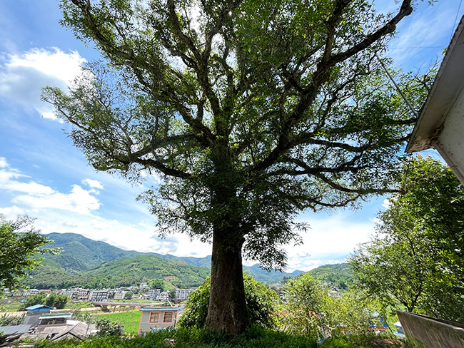 長梗杧果,地點:江城縣寶藏鎮,拍攝時間:6月23日,拍攝人:李超