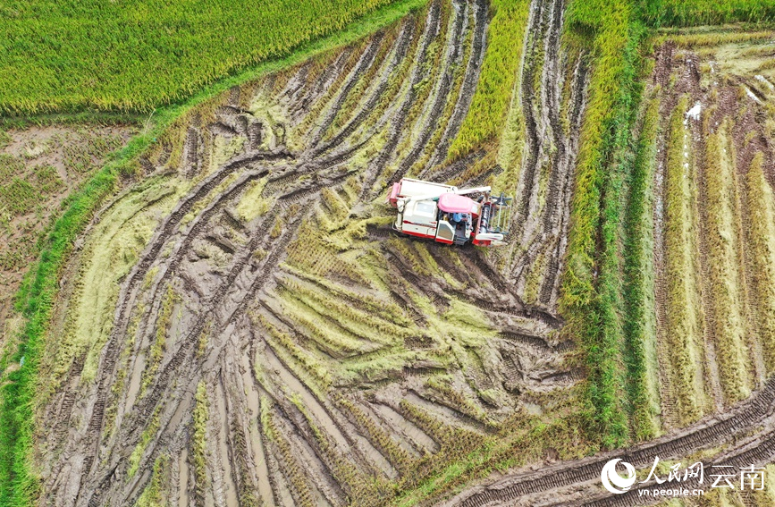 雲南孟連萬畝早稻黃，村民收割忙。岩三卡攝