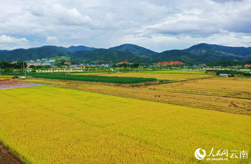 雲南孟連萬畝早稻黃，村民收割忙。岩三卡攝
