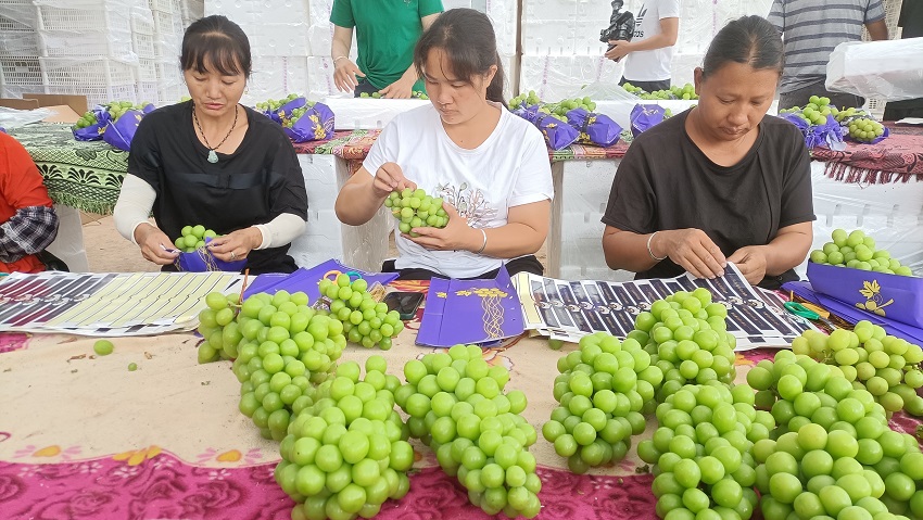 陽光玫瑰葡萄喜獲豐收。景東縣融媒體中心供圖