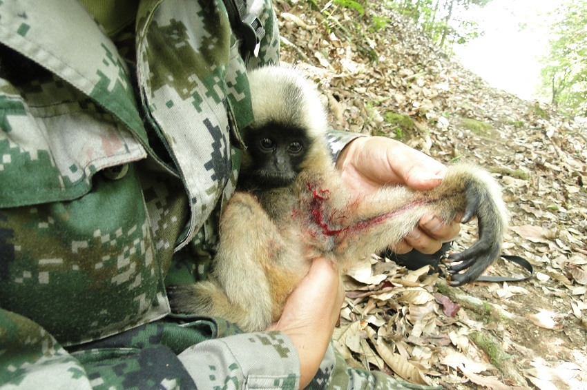 劉國慶抱著受傷的小西黑冠長臂猿。受訪者供圖