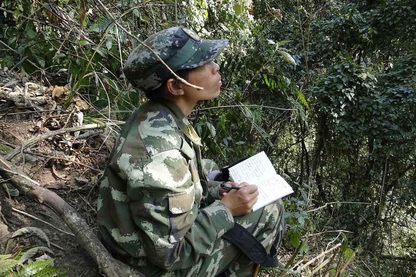 劉國慶在監測西黑冠長臂猿。受訪者供圖