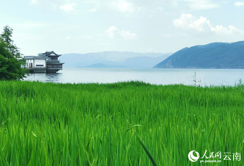 洱海生態廊道生態濕地風景。大理州文旅局供圖