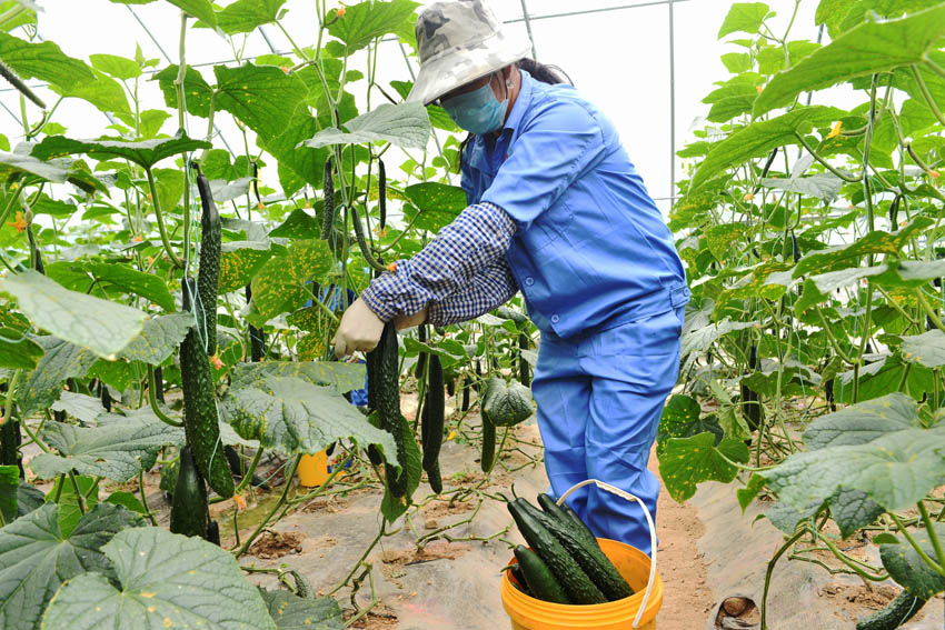 当地群众在蔬菜地里采摘黄瓜。云县融媒体中心供图