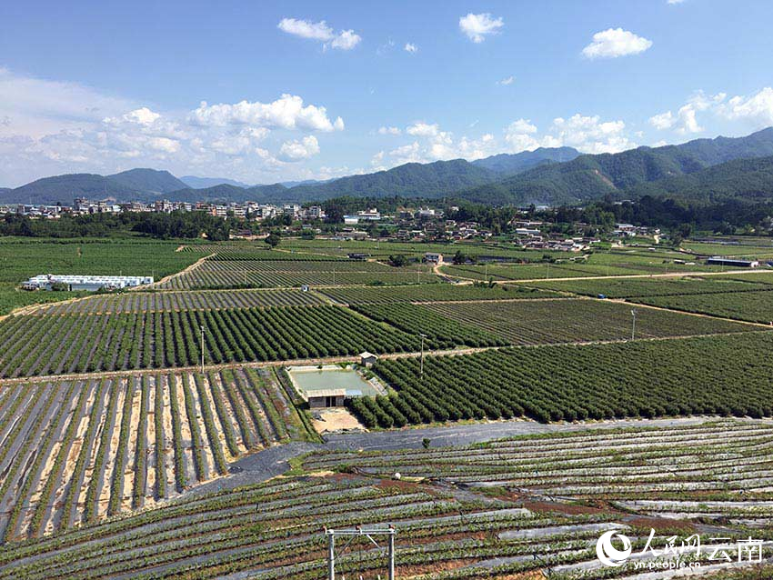 藍莓基地--人民網記者-程浩攝