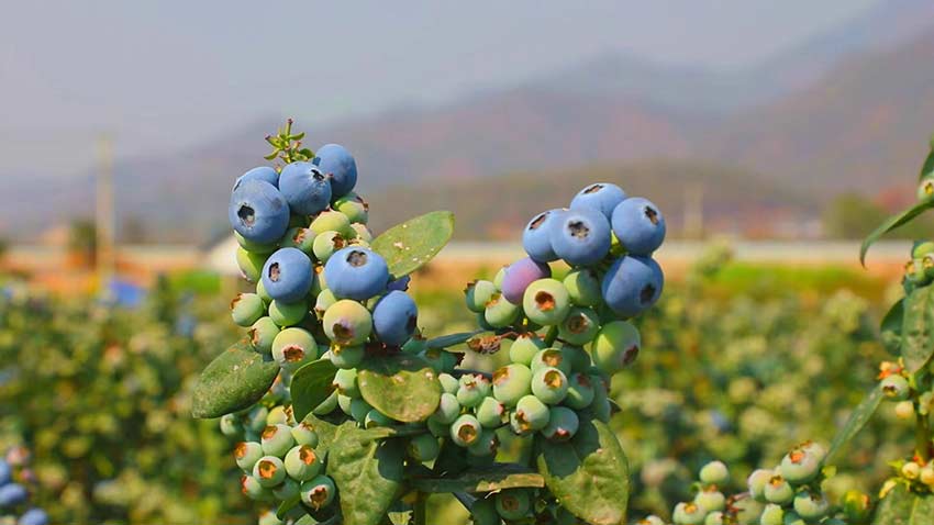 蓝莓挂满枝头。2022年5月摄--景东县融媒体中心供图