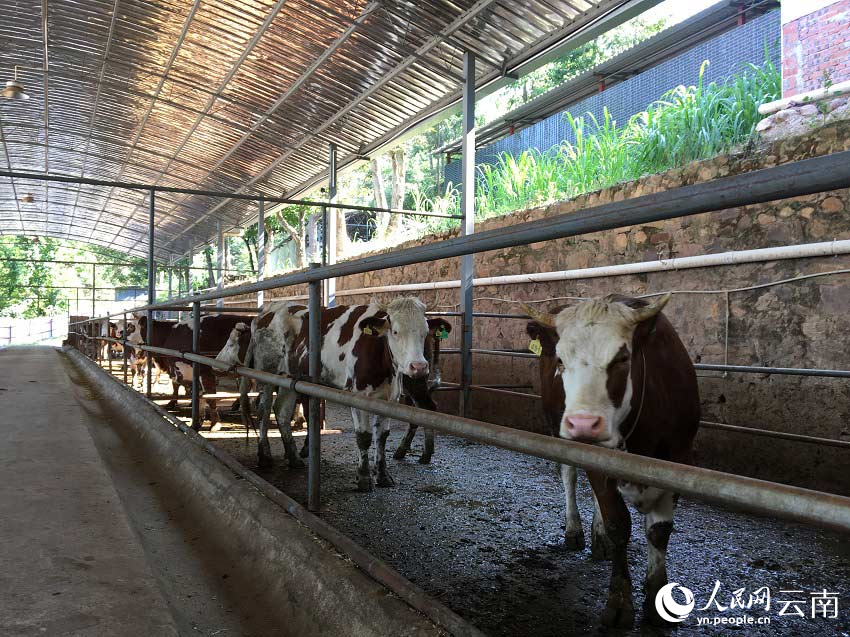 “牛超市”里等着养殖户购买的母牛。人民网记者-程浩摄-(1)