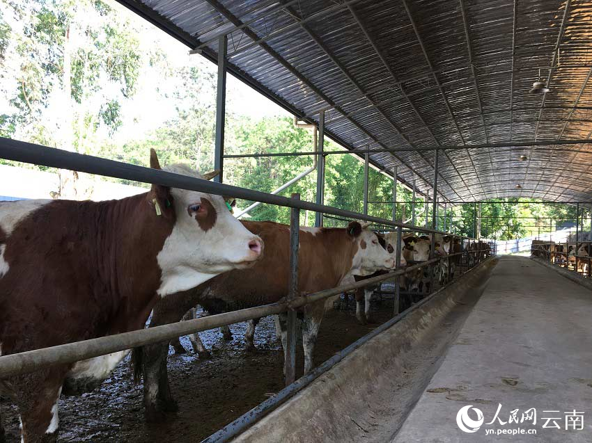 “牛超市”里等着养殖户购买的母牛。人民网记者-程浩摄