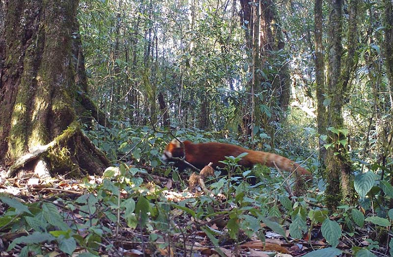 此次在云南龙陵发现的小熊猫。龙陵小黑山省级自然保护区供图