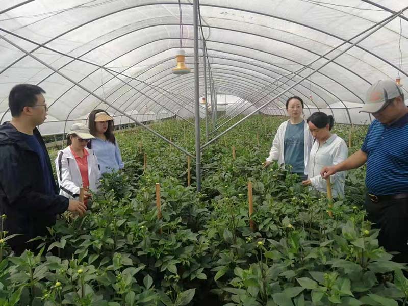 云南省农科院花卉所技术服务团队指导花卉种植。