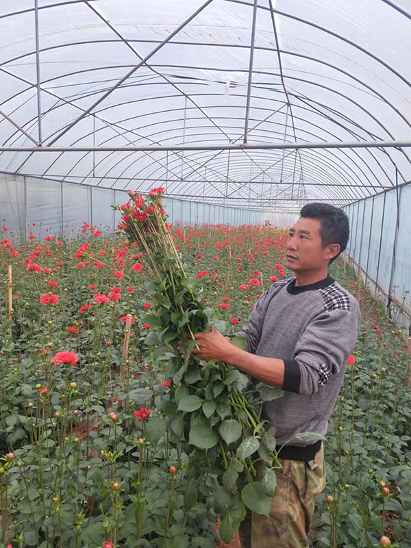 景谷县永平镇花卉种植户管理花卉。