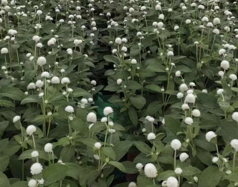 景谷县永平镇花卉种植基地。
