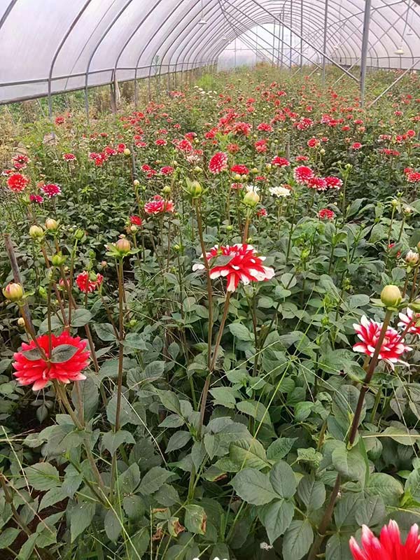 景谷县永平镇花卉种植基地。