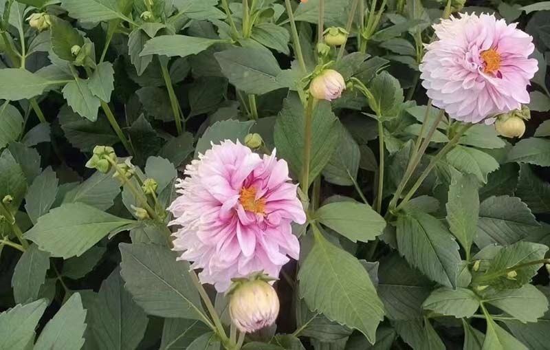 景谷县永平镇花卉种植基地。