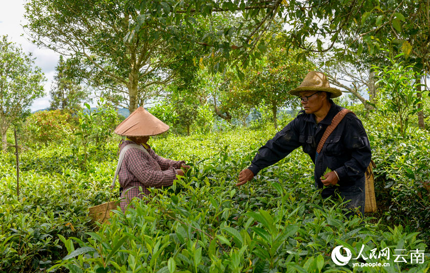 茶农正在采摘茶叶。人民网 曾智慧摄