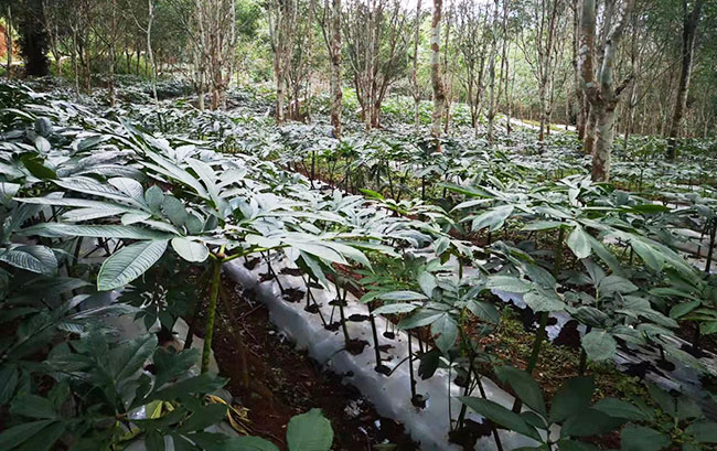 橡膠地套種魔芋。艾嘎攝