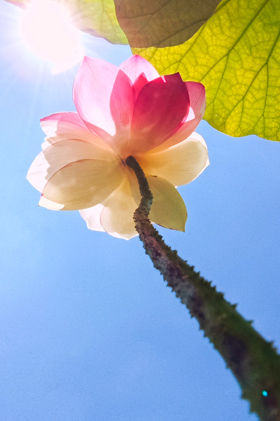 珍稀荷花“大洒锦”花开盛夏。丘北县融媒体中心供图