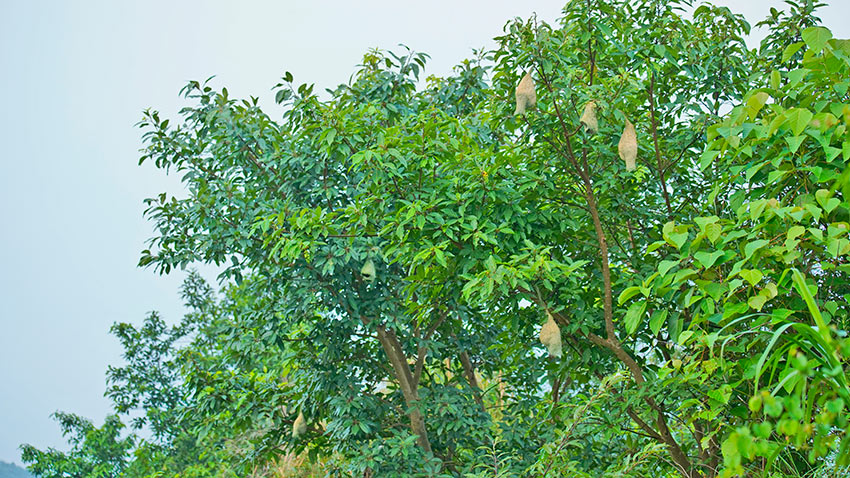 黃胸織布鳥在雲南昌寧已經繁衍生息約四十年。昌寧縣融媒體中心供圖
