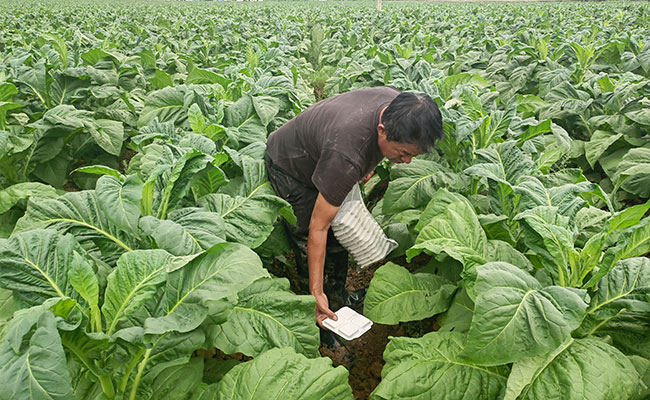 蚜茧蜂投放。