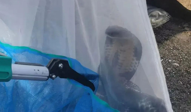 被捕獲的眼鏡蛇。