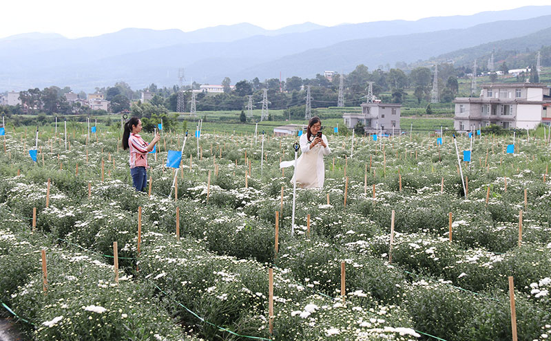 古城村菊花绽放。杨宋摄