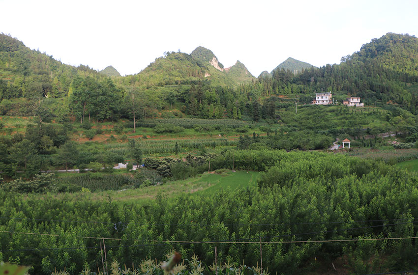 里达瓦蚌村蜂糖李果园基地。