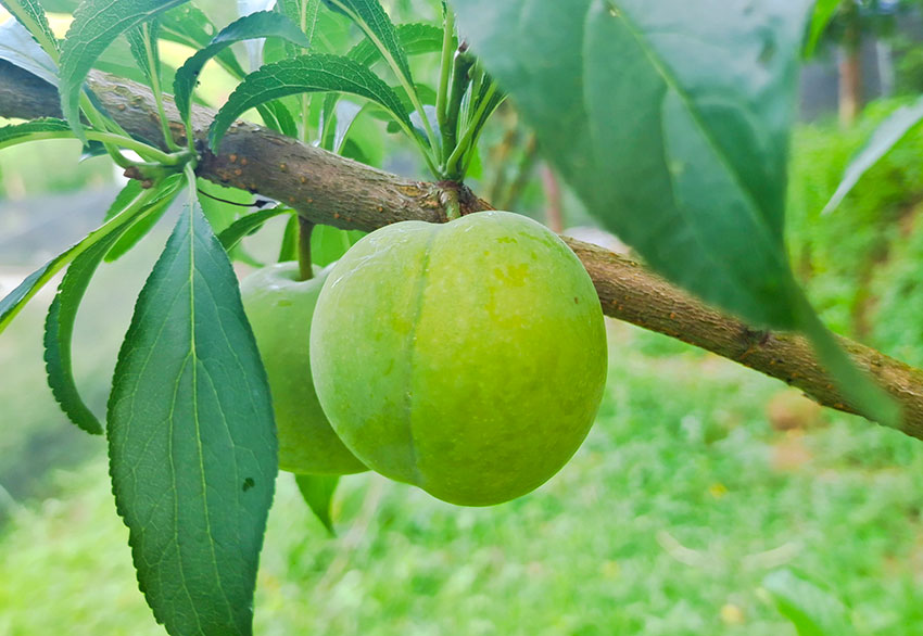 青脆蜂糖李挂果。