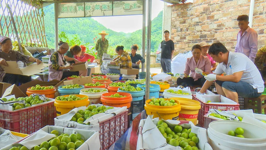 群众为即将发往市场销售的蜂糖李打包装。