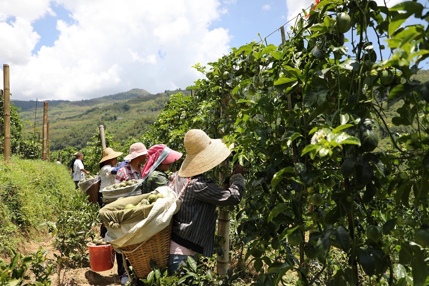 村民採摘百香果。景東縣融媒體中心供圖