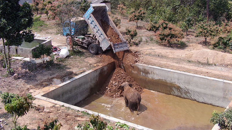 野生亚洲象误入水池，人们填土救护。云南西双版纳国家级自然保护区管护局提供