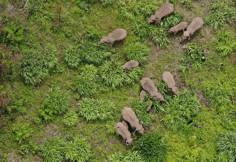 保护大象就是保护物种多样性、保护生态平衡。云南省森林消防总队供图
