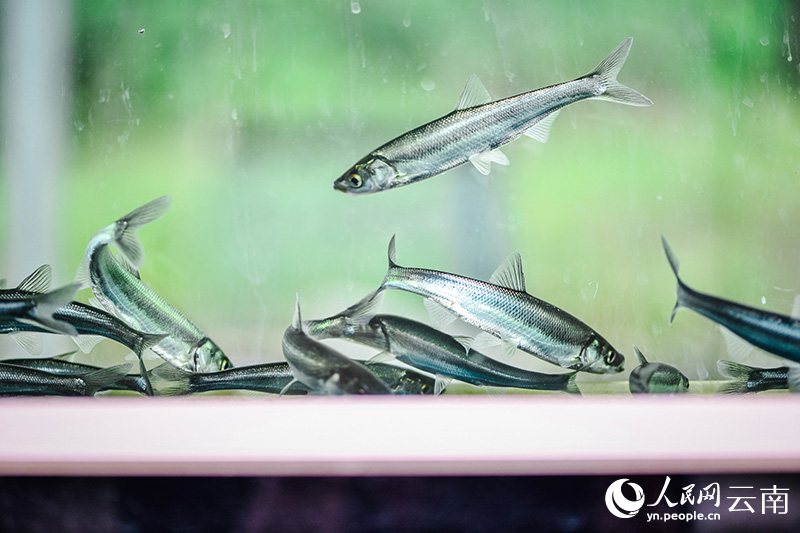 抗浪魚（鱇浪魚）實現規模化養殖。人民網曾智慧-攝