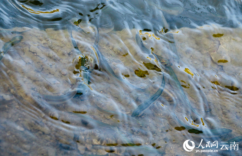 抗浪魚（鱇浪魚）繁育養殖基地。曾智慧-攝