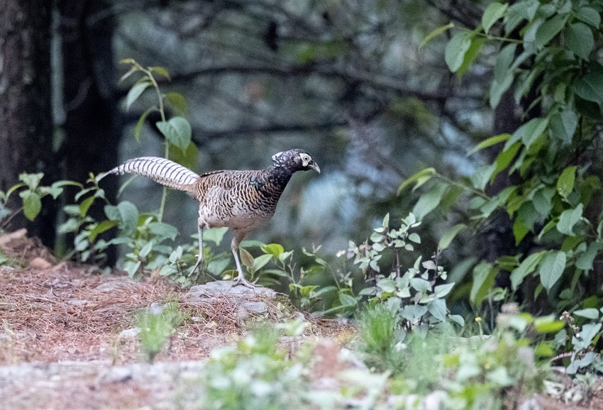 摄影爱好者在景东拍到白腹锦鸡。景东县融媒体中心供图