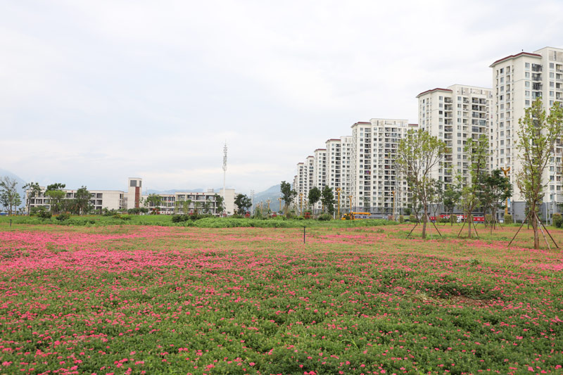 北门安置区花海（8月3日，陆元华摄）