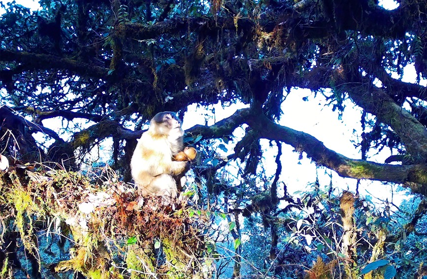 红外相机拍摄到的熊猴。龙陵小黑山省级自然保护区供图