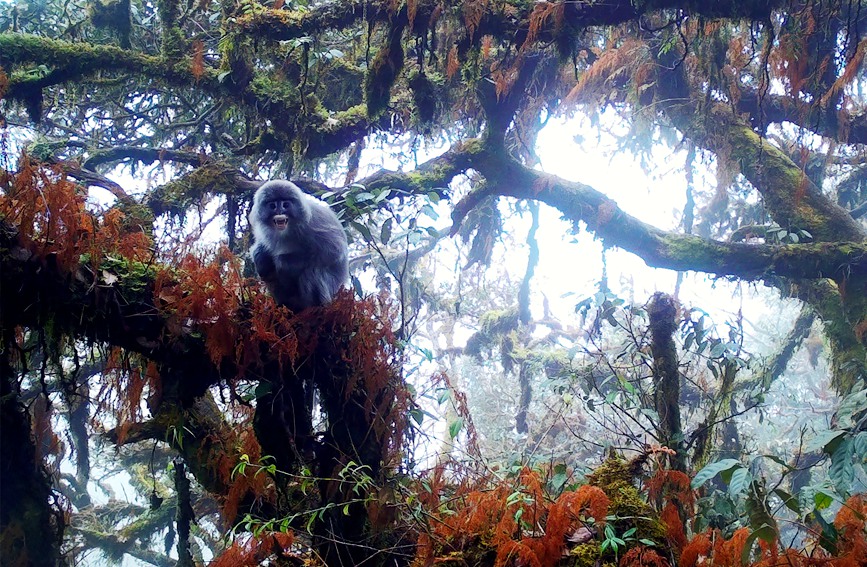 红外相机拍摄到的菲氏叶猴。龙陵小黑山省级自然保护区供图