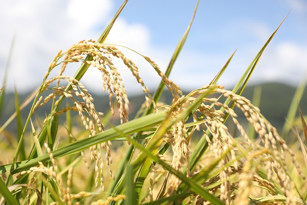 水稻成熟了。景东县融媒体中心供图
