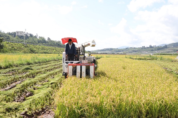 收割機正在收割水稻。景東縣融媒體中心供圖
