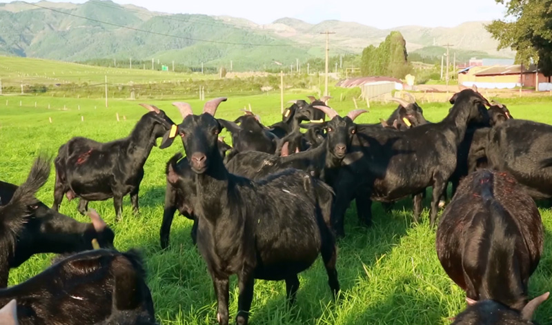 “云上黑山羊”成为中国第一个肉用黑山羊新品种。