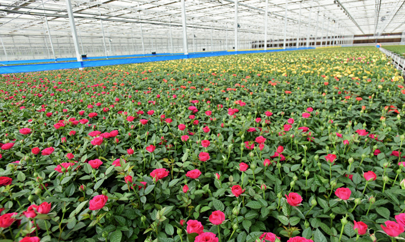 云南花卉新品种数量和种类全国第一。