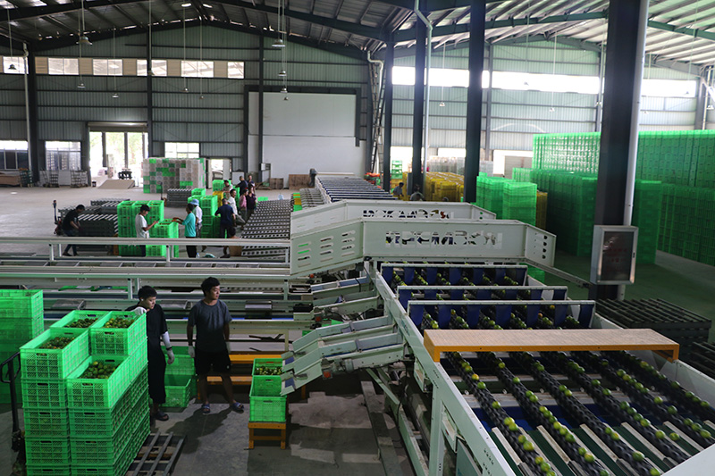 华宁县某柑桔有限责任公司交易中心内全自动柑桔分选线正在进行果子分选。华宁县融媒体中心供图